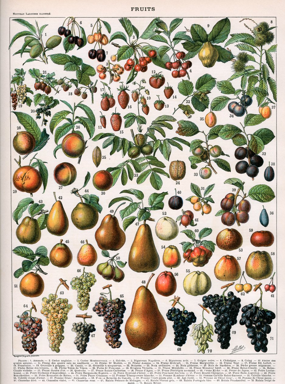 Kuva hedelmälajikkeista, n. 1905-1910 (väri litho) tekijältä (after) Alillot