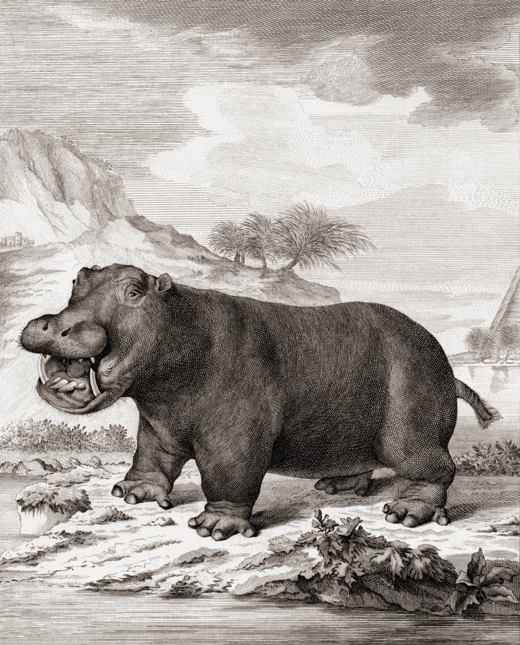 Virtahepo (Hippopotamus amphibius) tekijältä (after) Dutch School
