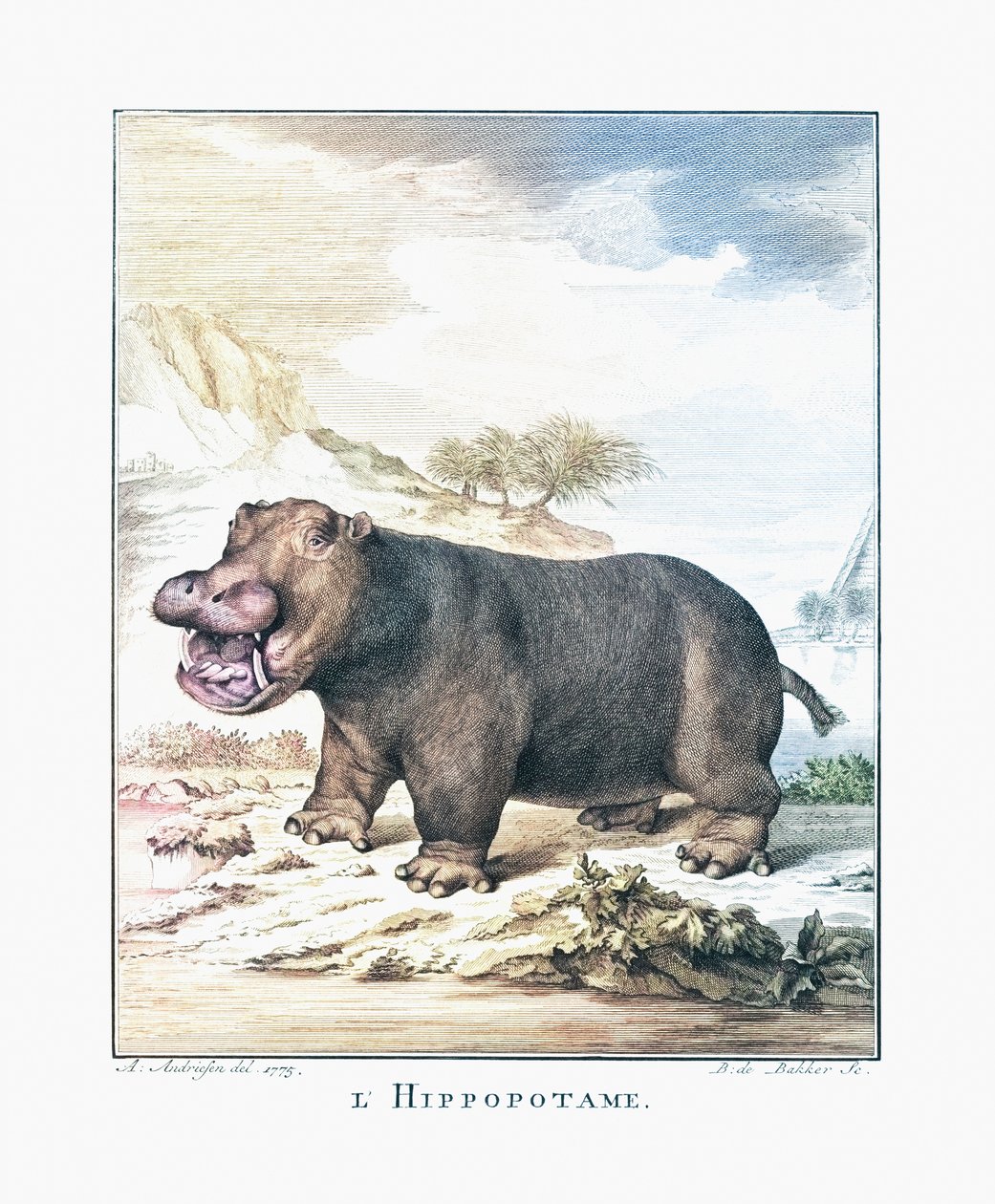Virtahepo (Hippopotamus amphibius) tekijältä (after) Dutch School