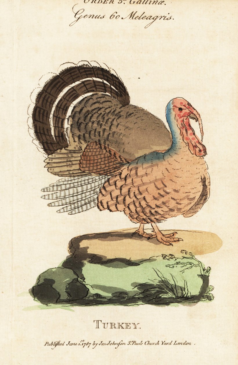 Turkki, Meleagris gallopavo tekijältä (after) English School