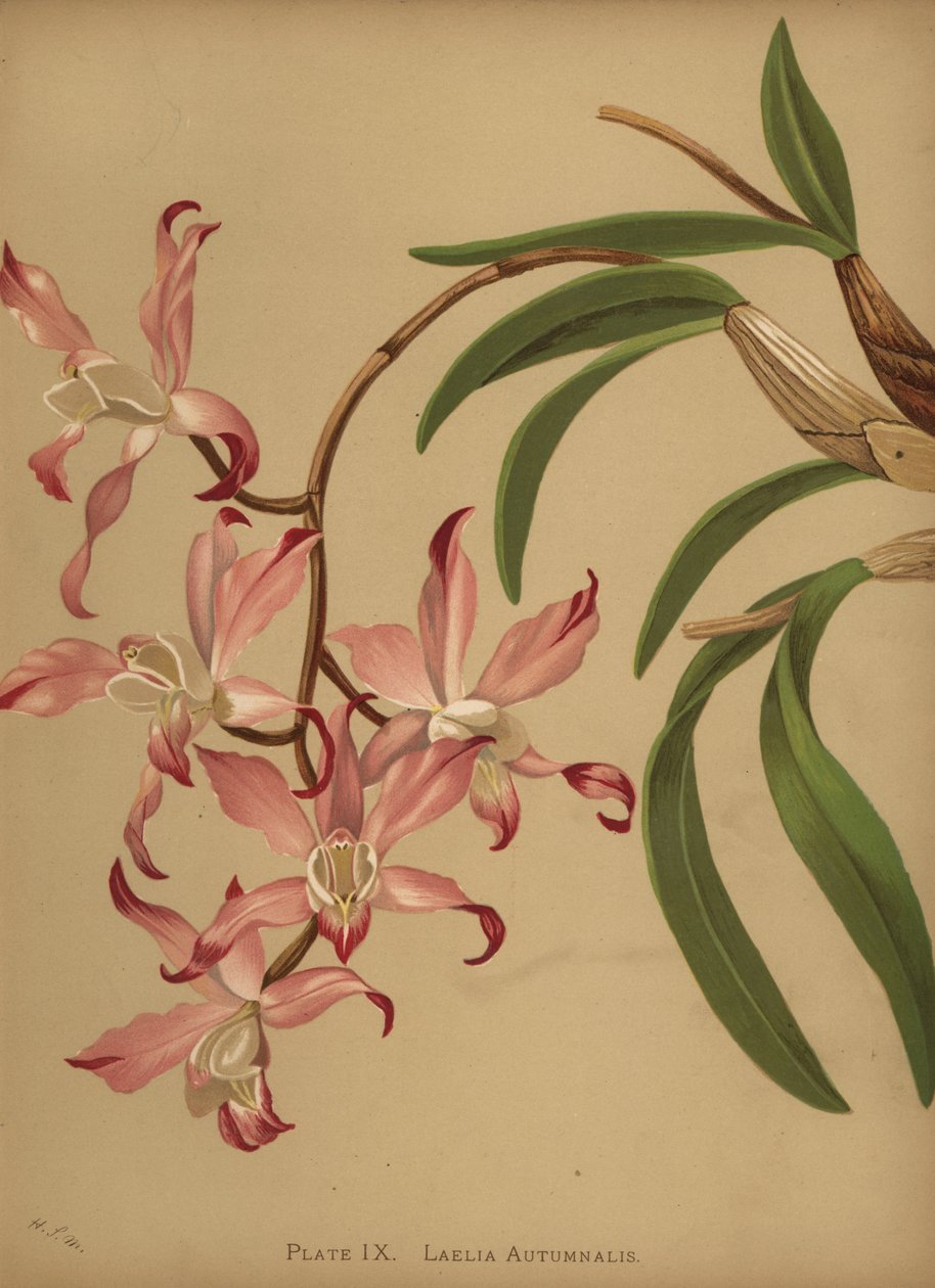 Syksyinen laelia-orkidea, Laelia autumnalis tekijältä Unknown
