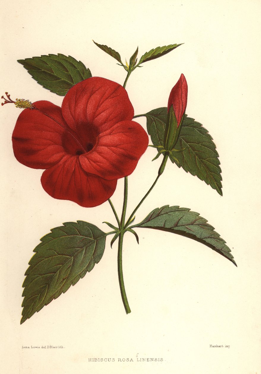 Kiinalainen ruusu tai kiinalainen hibiscus, Hibiscus rosa-sinensis tekijältä Unknown