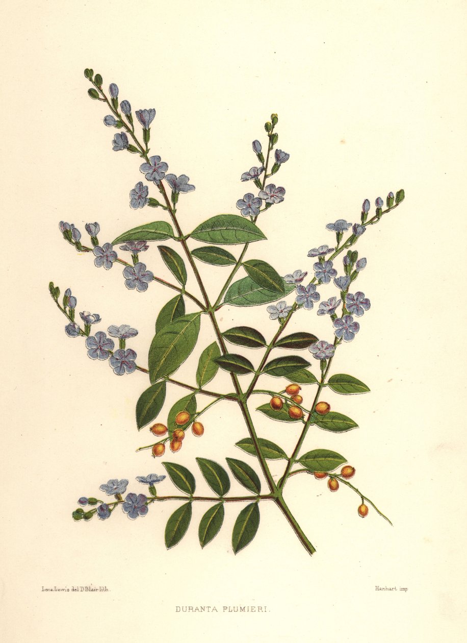 Kultainen kastepisara, kyyhkynen marja tai taivaankukka, Duranta erecta (Duranta plumieri) tekijältä Unknown