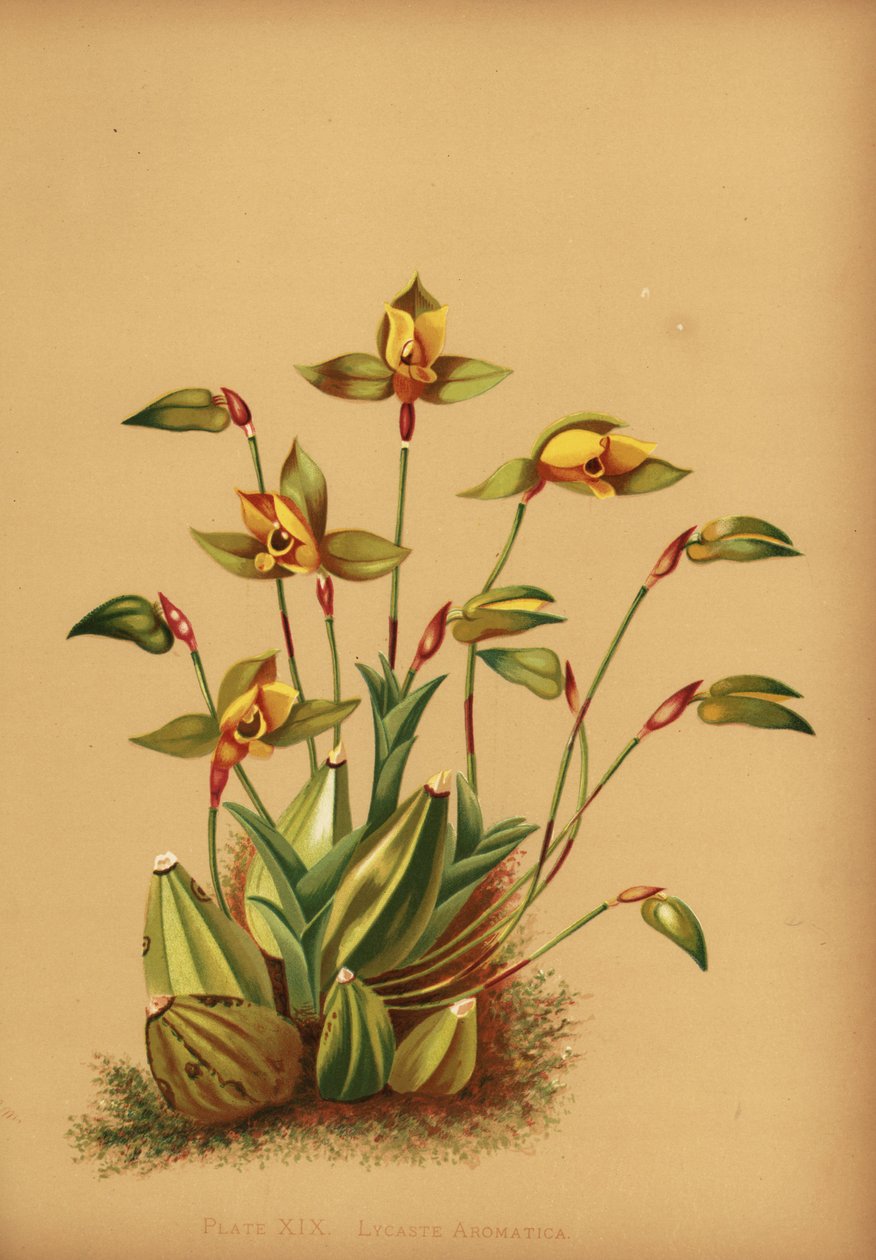 Makean tuoksuinen lykastiorkidea, Lycaste aromatica tekijältä Unknown