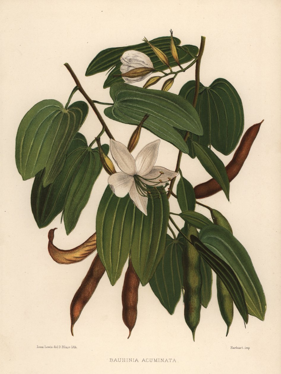 Valkoinen orkideapuu, Bauhinia acuminata tekijältä Unknown