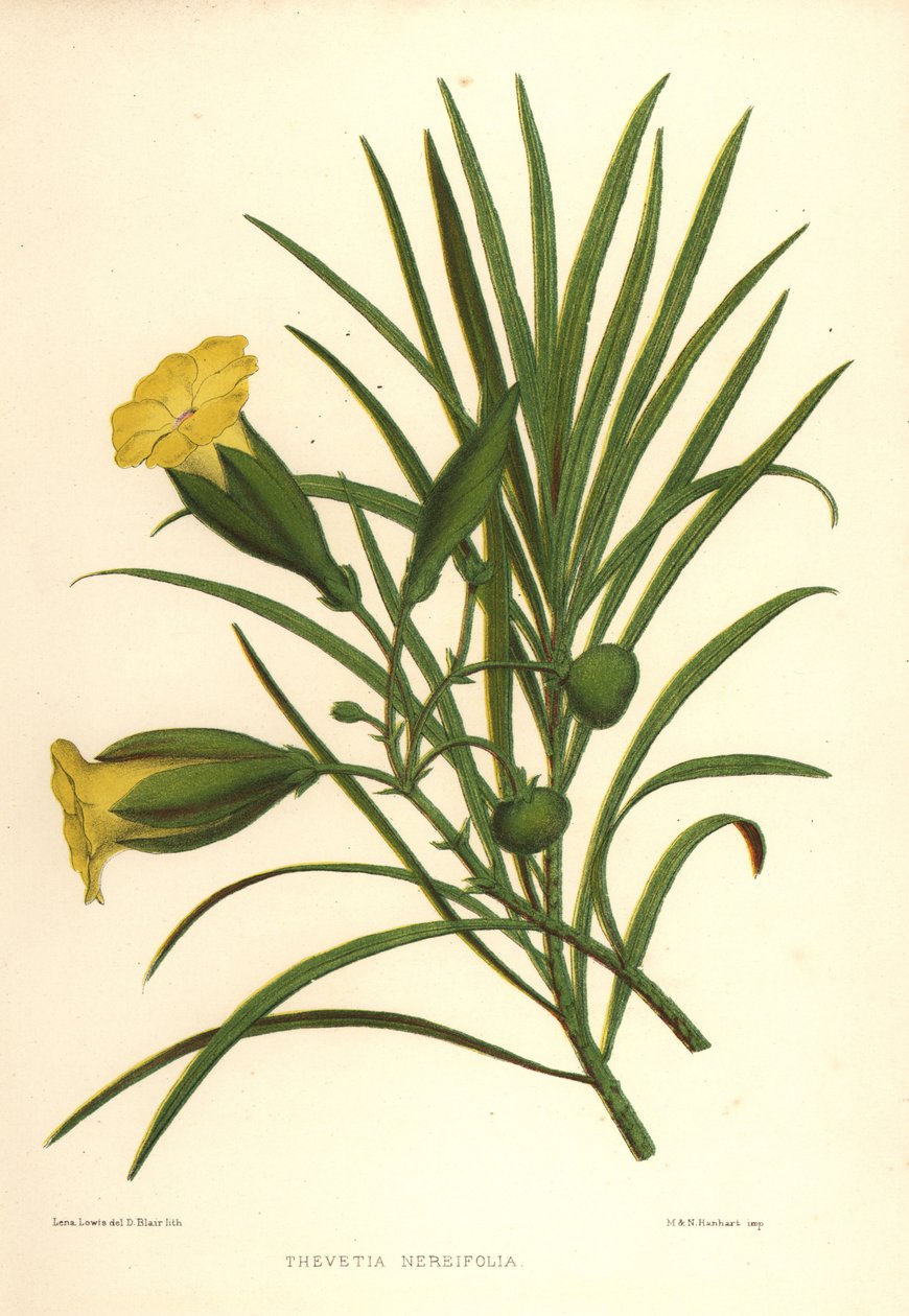 Keltainen oleanteri tai onnenpähkinä, Thevetia neriifolia (Thevetia neriifolia) tekijältä Unknown