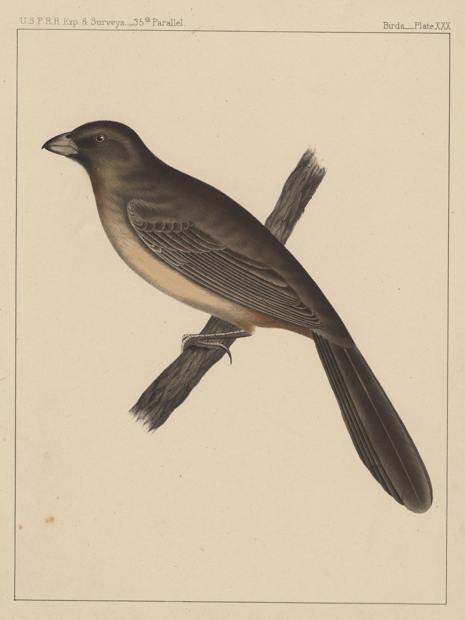 Linnut, levy XXX, 1855 tekijältä American School