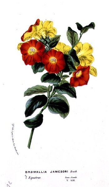 Browallia Jamesoni, Louis van Houtten (1810-76) Horto Van Houtteano -teoksesta, noin 1860. tekijältä Belgian School
