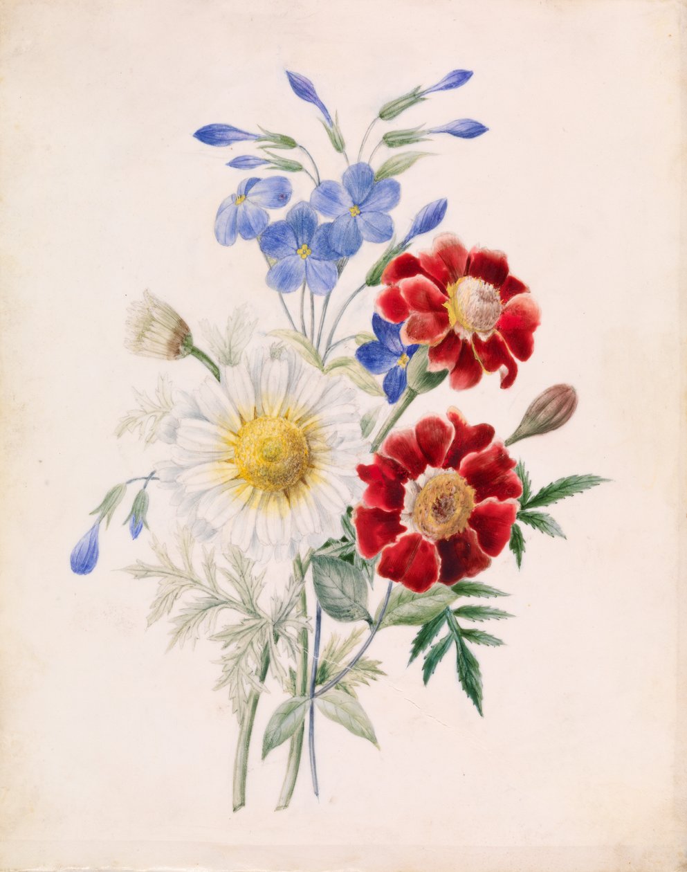 Kukat ja valkoinen päivänkakkara, n. 1840 (wc paperilla) tekijältä French School