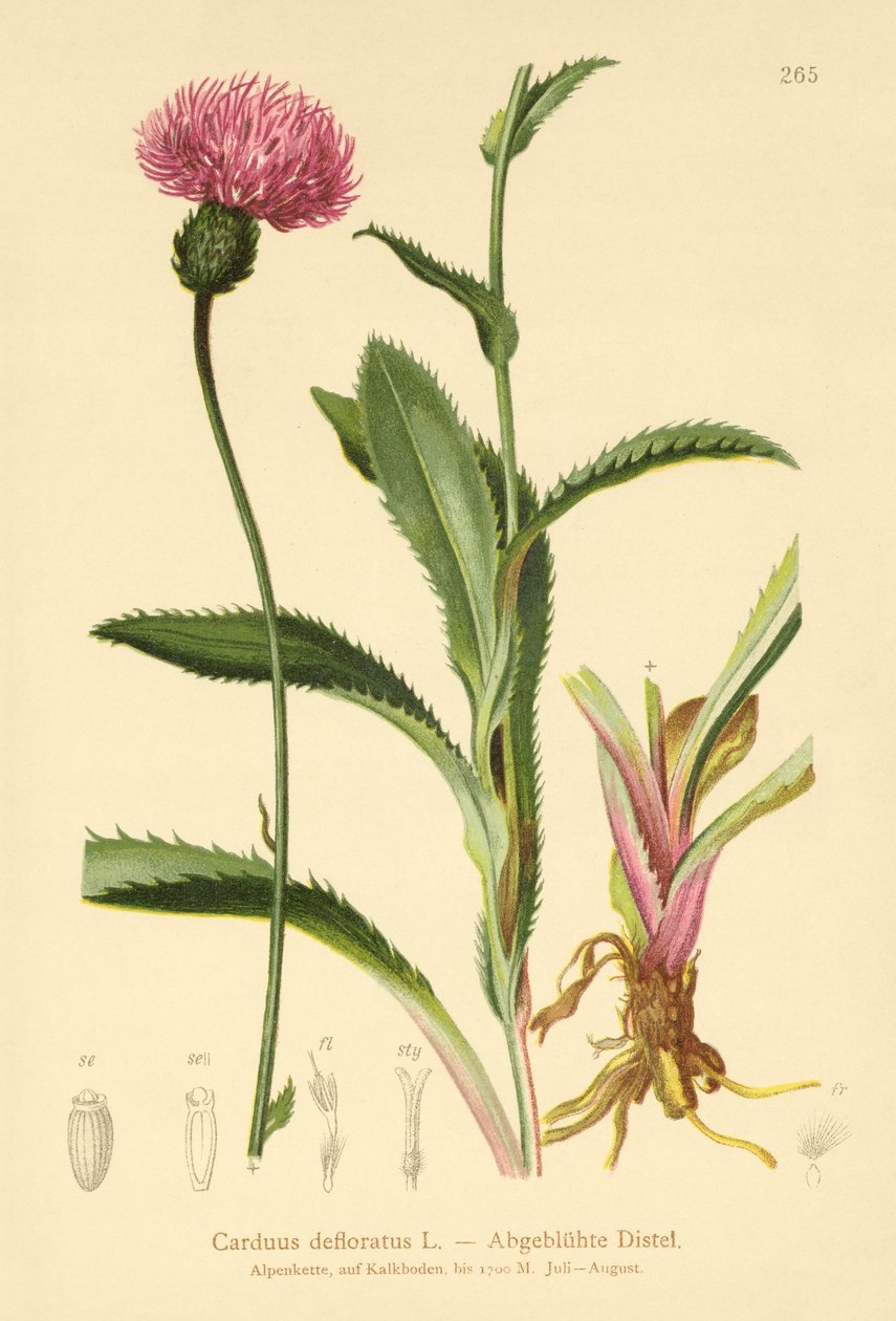 alppiohdake (Carduus defloratus) tekijältä German School