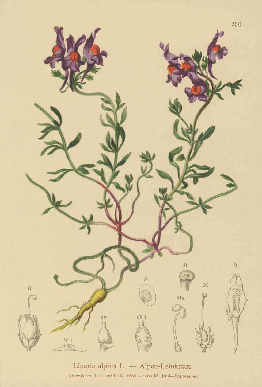Alppien rupikonna (Linaria alpina) tekijältä German School