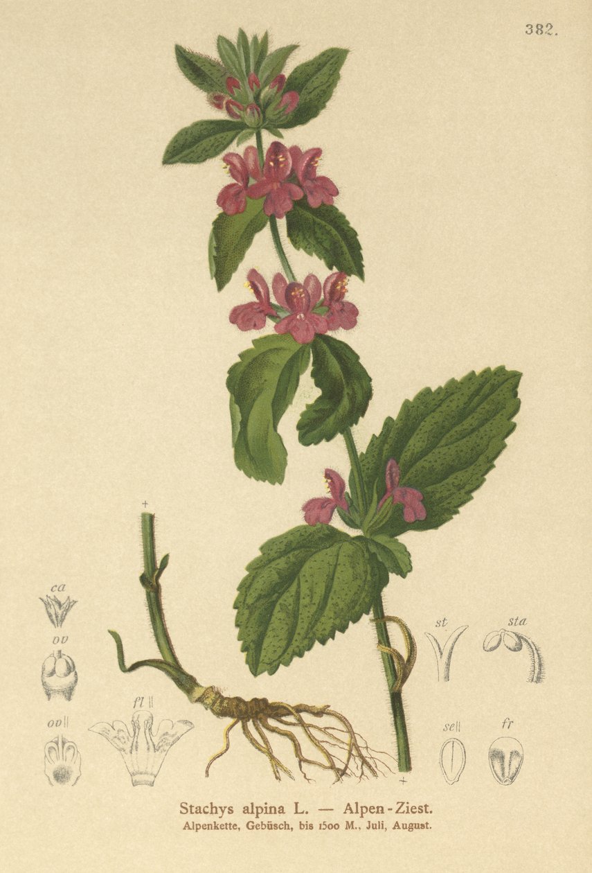 alppihaava (Stachys alpina) tekijältä German School