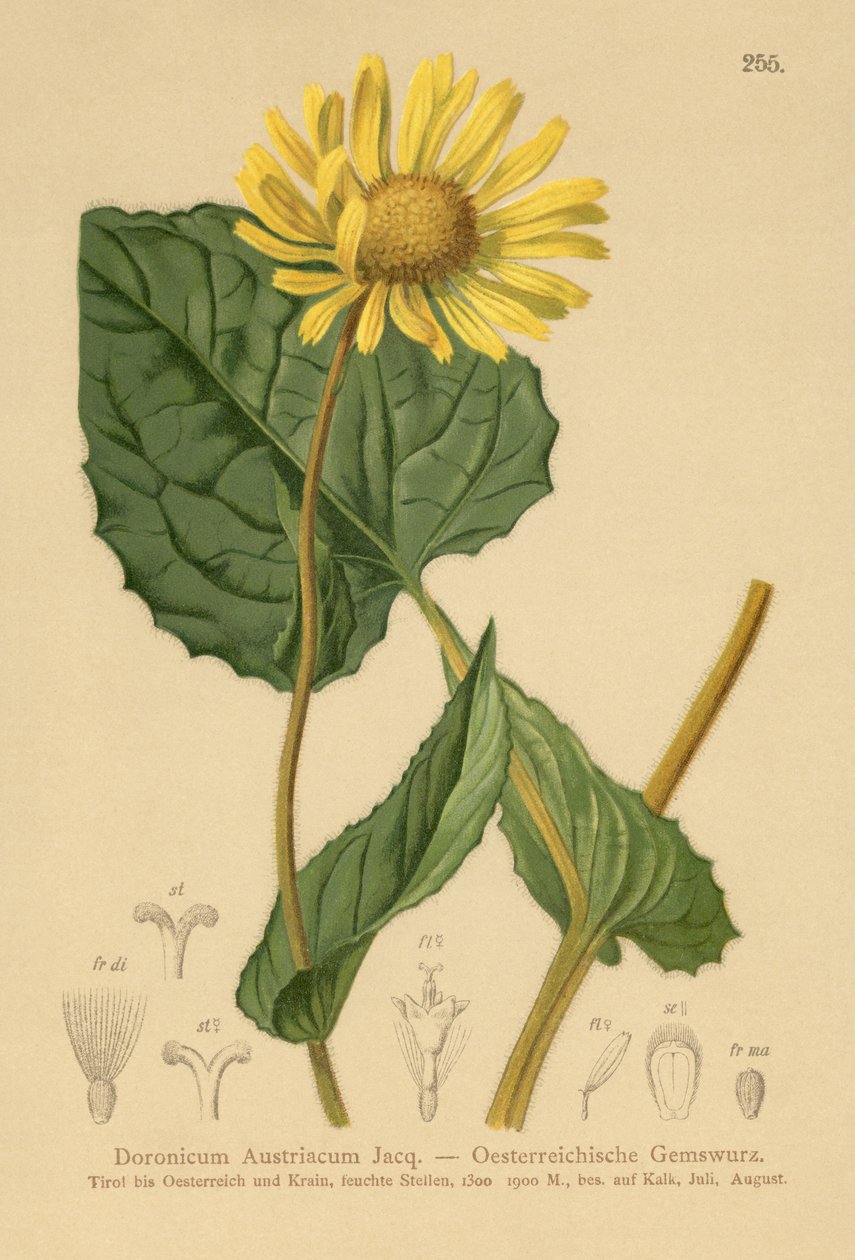 Itävallan Leopards-bane (Doronicum Austriacum) tekijältä German School