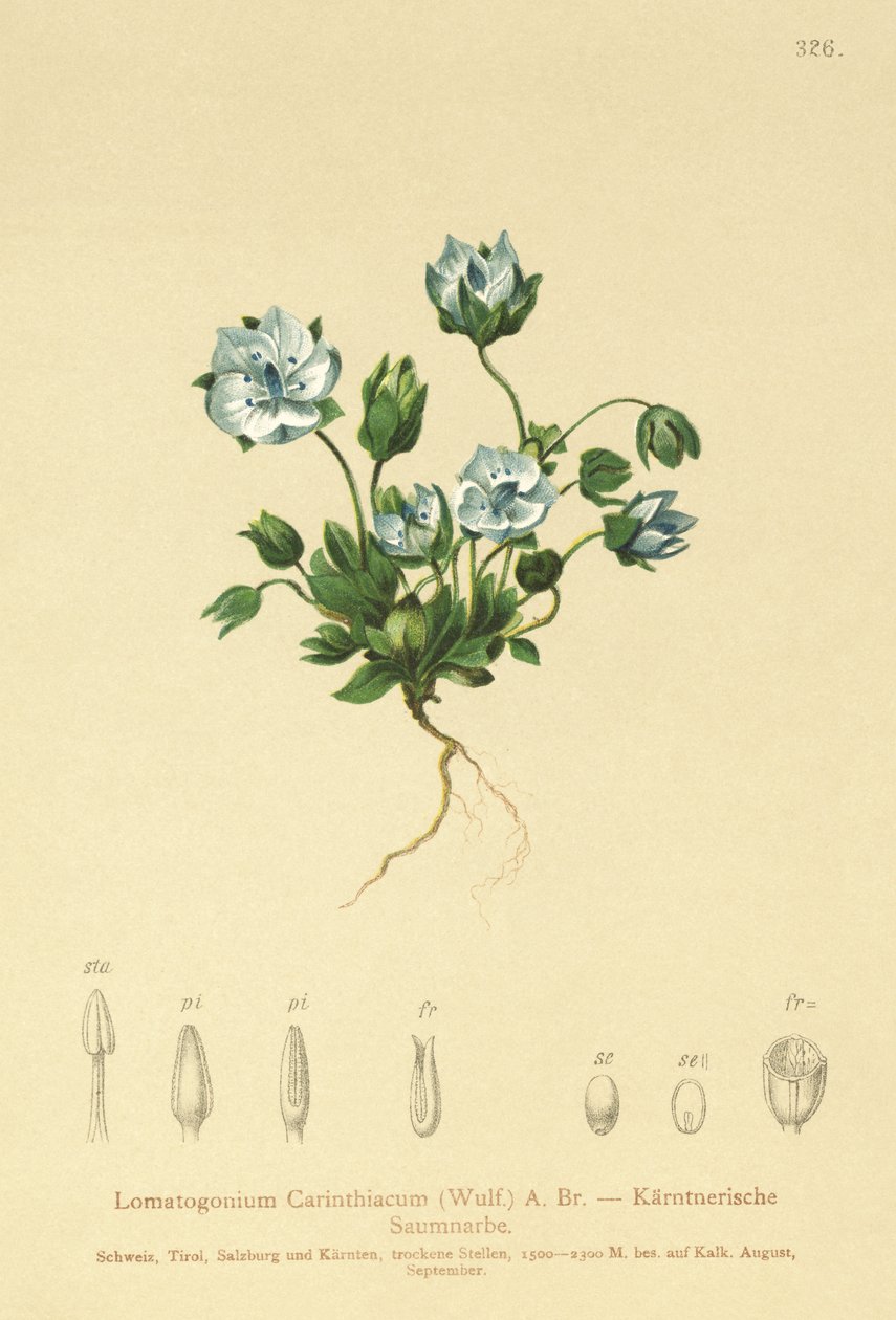Sinihuopa (Lomatogonium Carinthiacum) tekijältä German School