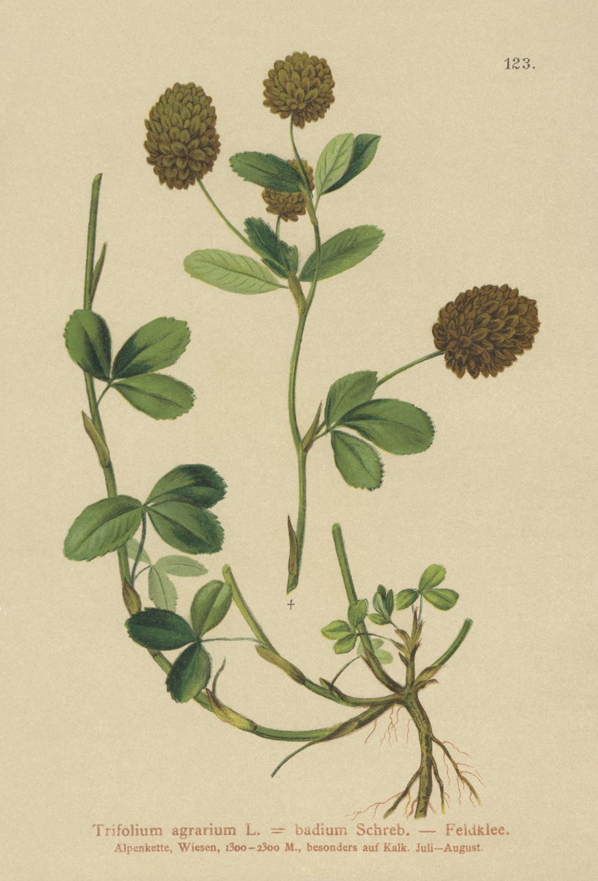 Ruskeaapila (Trifolium agrarium, Trifolium badium) tekijältä German School