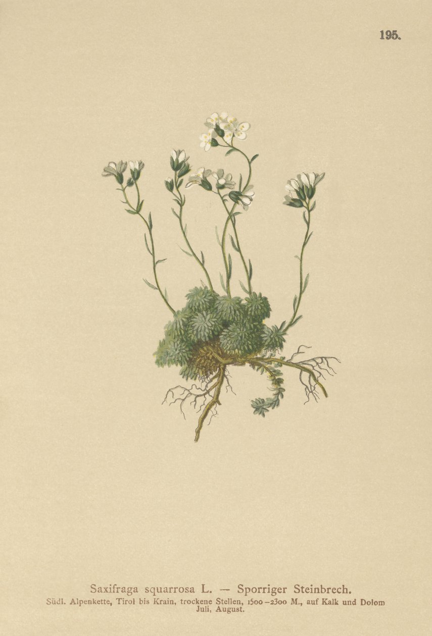 Dolomiittisaksifrage (Saxifraga squarrosa) tekijältä German School