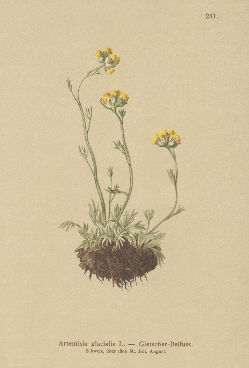 Koiruoho (Artemisia glacialis) tekijältä German School
