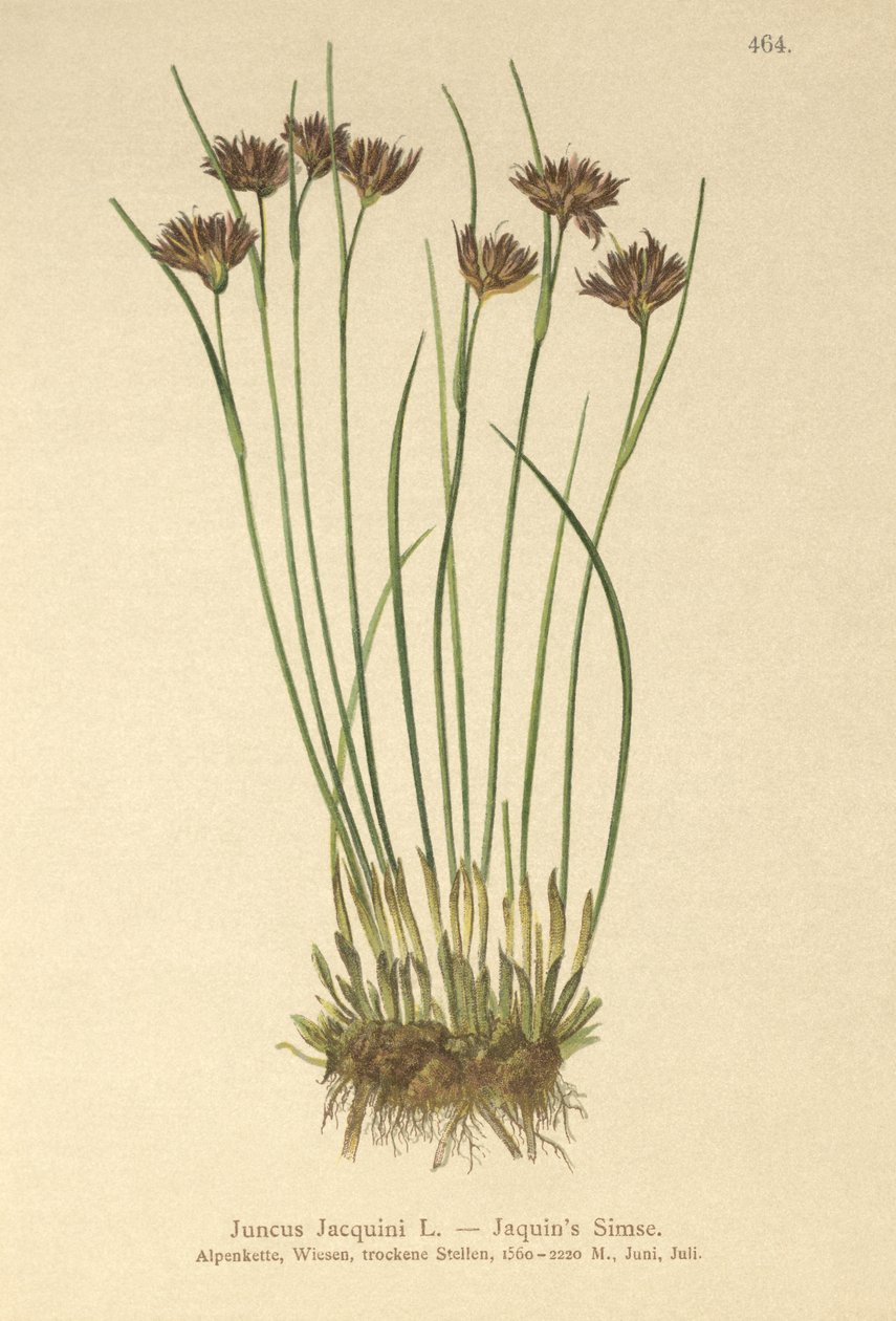 Jacquins Rush (Juncus Jacquini) tekijältä German School