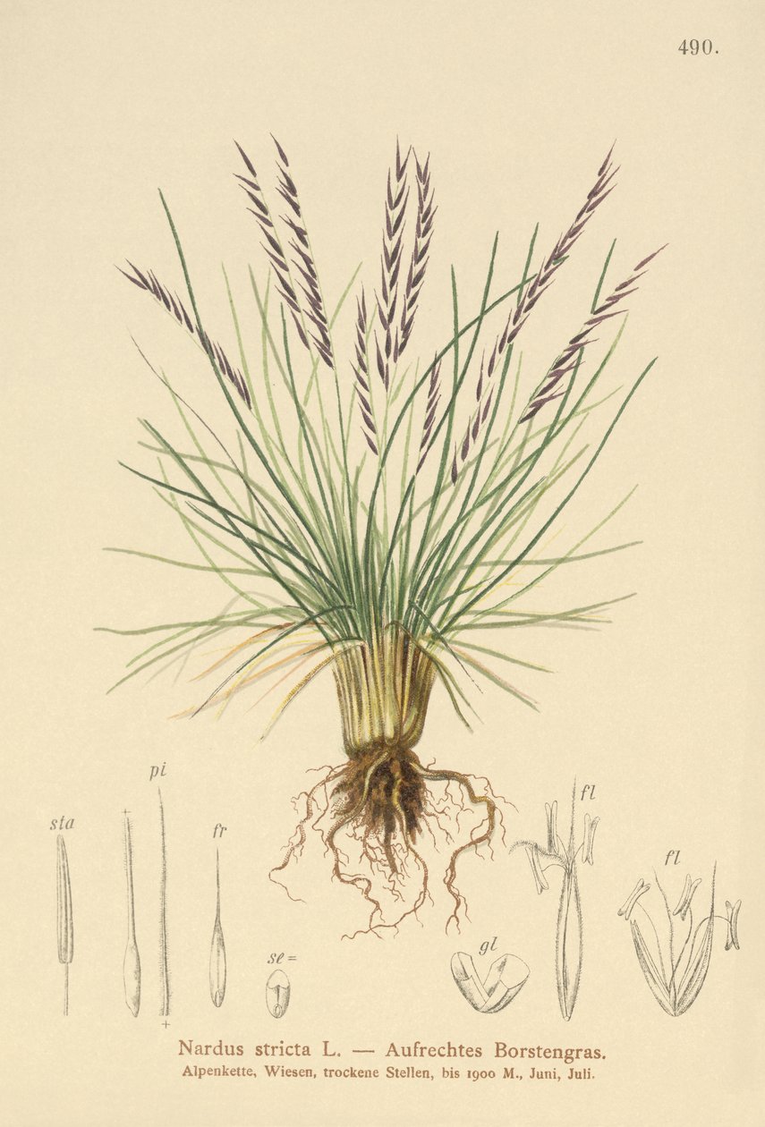 Mt Grass (Sardus Tight) tekijältä German School