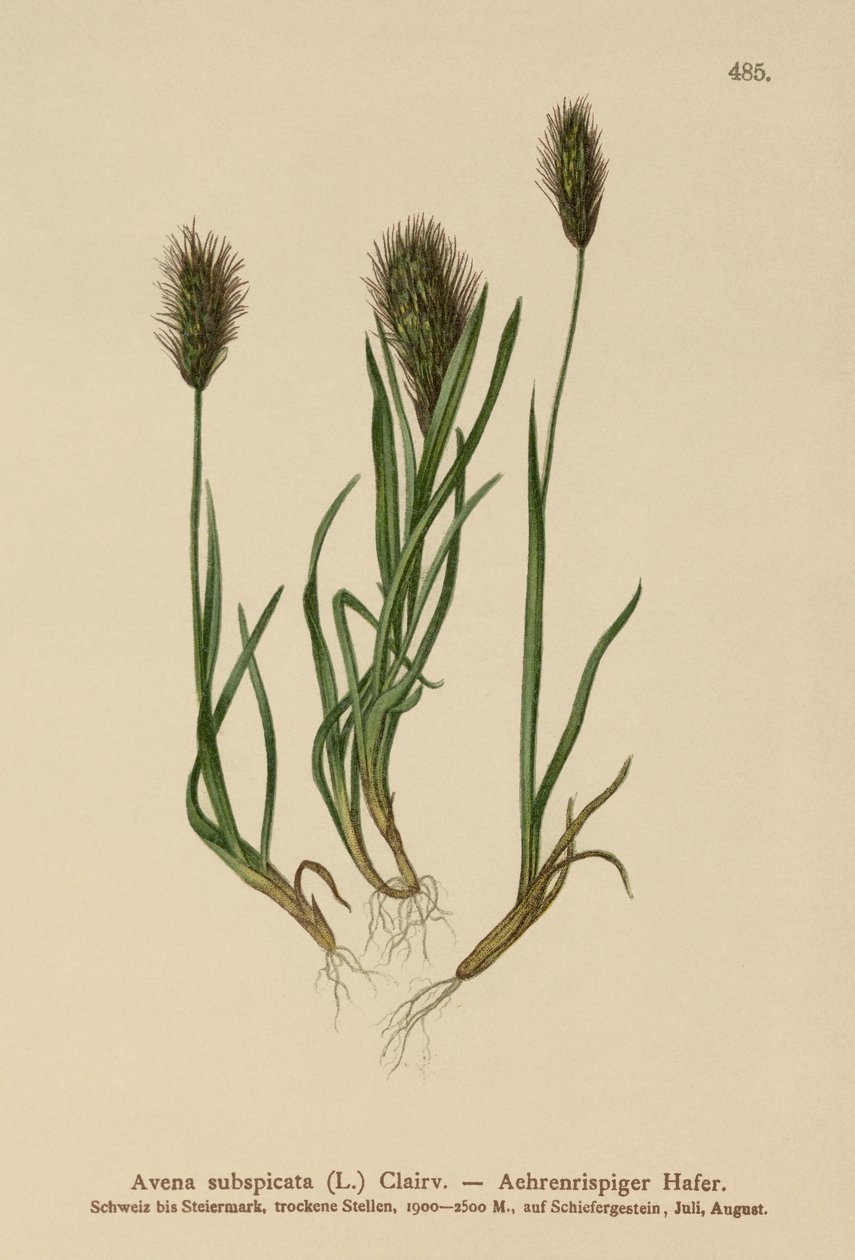 Kauraruoho (Avena subspicata) tekijältä German School