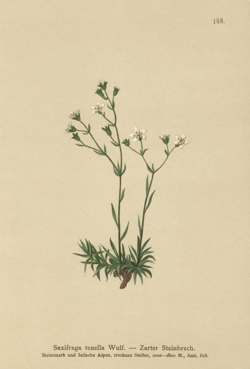 Ohut saksifrage (Saxifraga tenella) tekijältä German School