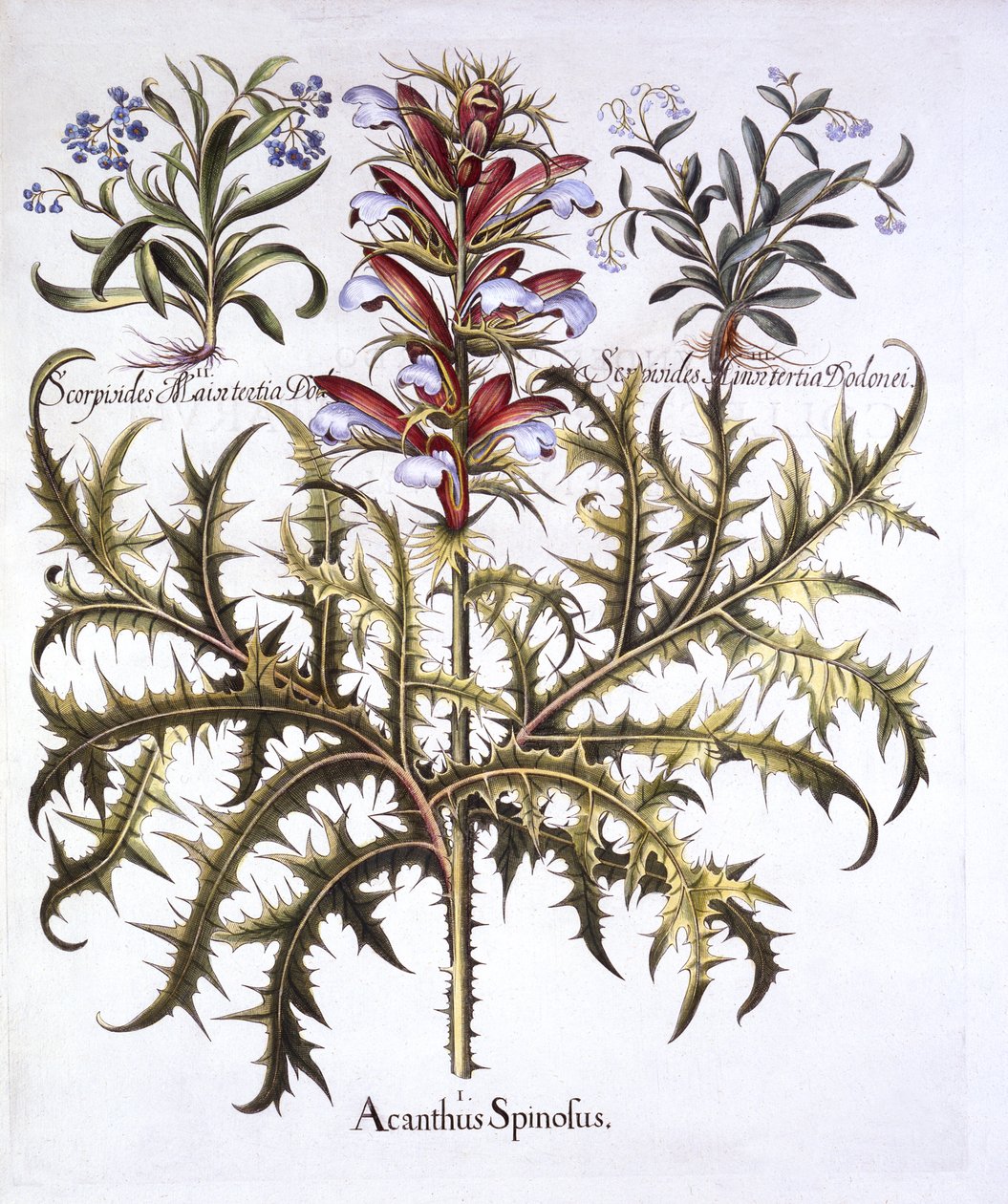 Spiny Bears Breech and Forget-Me-Nots, Hortus Eystettensis, kirjoittanut Basil Besler (1561-1629), pub. 1613 (käsinvärinen kaiverrus) tekijältä German School