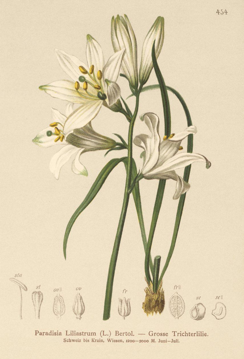 Pyhän Brunon lilja (Paradisia Liliastrum) tekijältä German School