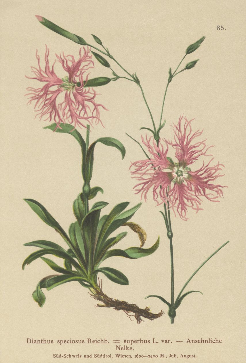 Superb Pink (Dianthus speciosus, Dianthus superbus) tekijältä German School