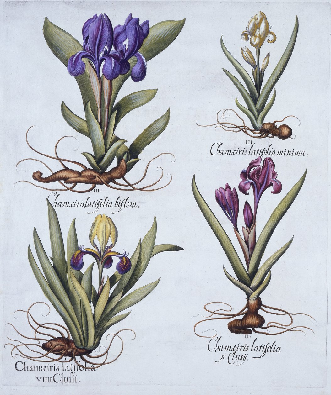 Kirjava kääpiöparrainen iiris, vaaleanpunainen kääpiöparrainen iiris, kermanvärinen kääpiöparrainen iiris, sininen kääpiöparrainen iiris, Hortus Eystettensis, kirjoittanut Basil Besler (1561-1629), pub. 1613 (käsinvärinen eng tekijältä German School