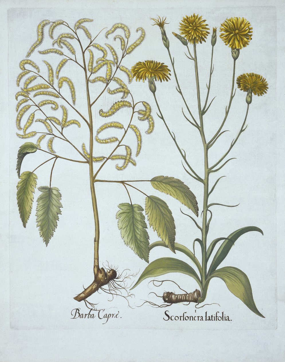 Vipers Grass and Goats Beard, Hortus Eystettensis, kirjoittanut Basil Besler (1561-1629), pub. 1613 (käsinvärinen kaiverrus) tekijältä German School