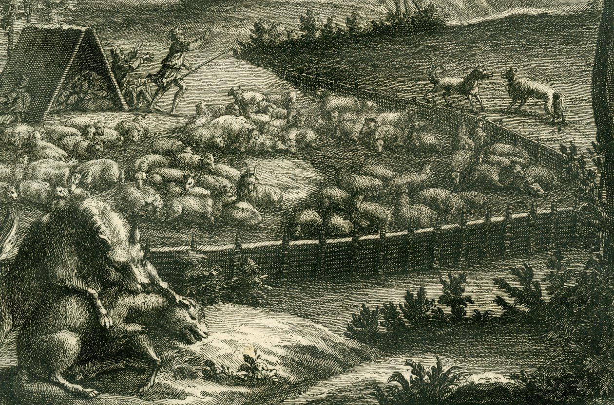 Susi hyökkää lampaiden kimppuun, 1731 (kuparikaiverrus) (yksityiskohta 398066) tekijältä German School