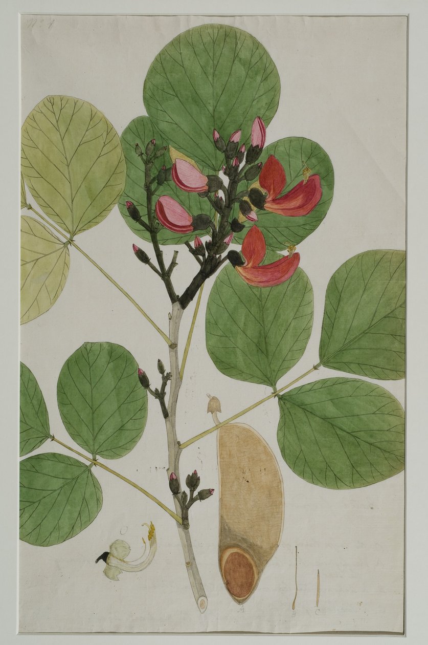 Butea monosperma (Lam.), jota kutsutaan myös Metsän liekiksi, 1787 (wc paperilla) tekijältä Indian School