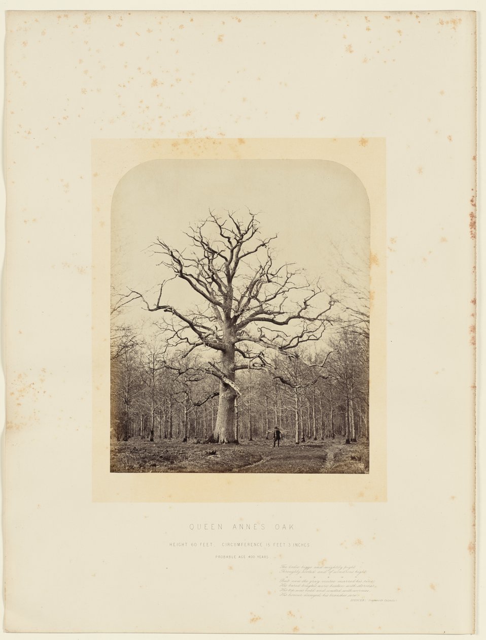 Kuningatar Annen tammi tekijältä 14th Earl of Caithness James Sinclair