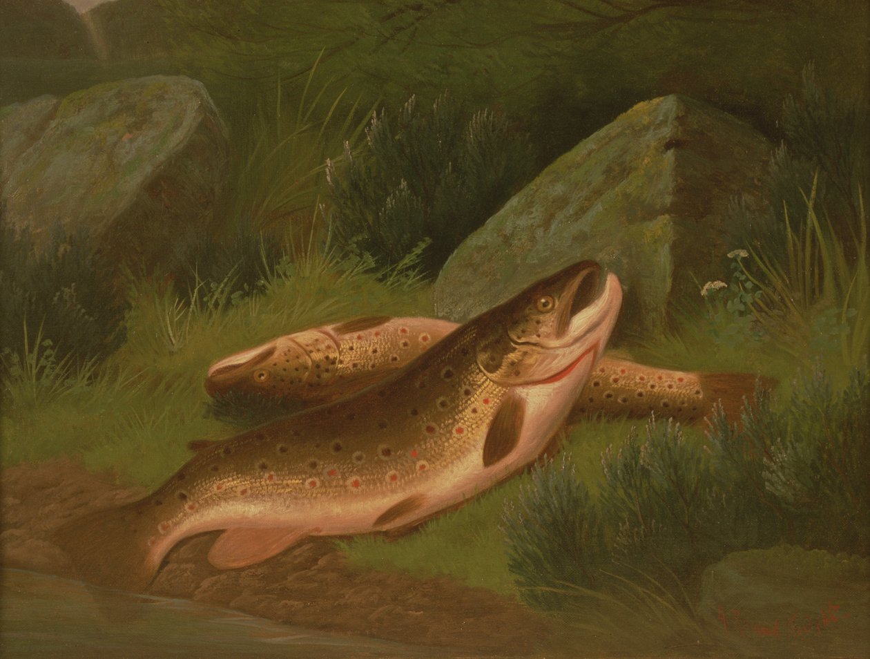Taimen tekijältä A. Roland Knight