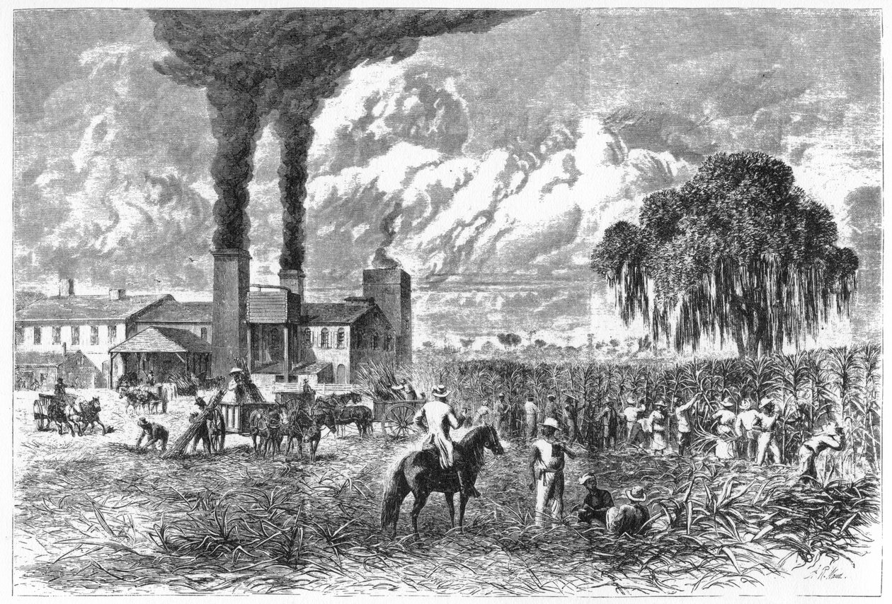 Sugar Plantation, New Orleans, 1870. tekijältä A. R. Ward
