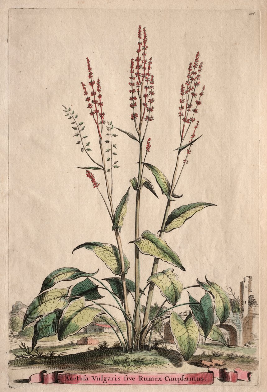 Phytographia Curiosa: Sorrel Vulgaris sive Rumex Canpferinus tekijältä Abraham Munting