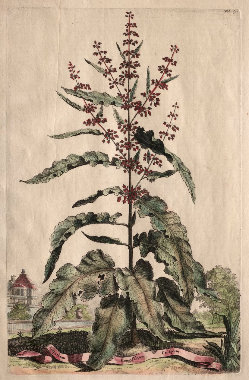 Utelias fysiikka: Lapathum Longifolium Curlum tekijältä Abraham Munting