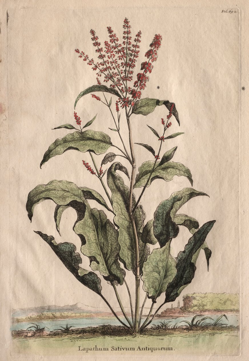 Curious Phytographia: Lapathum Identificationum Antiquorum. tekijältä Abraham Munting