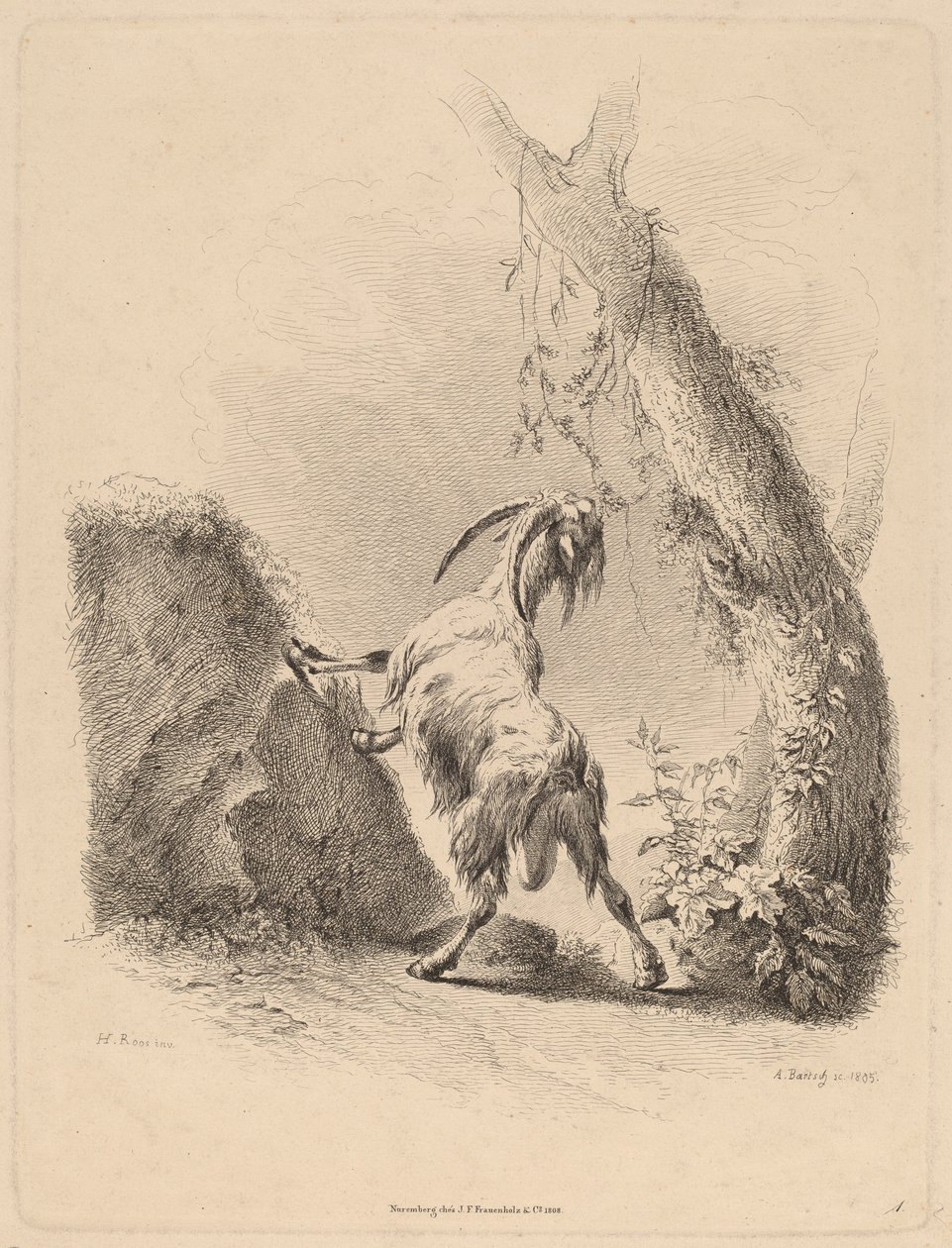 Vuohi maisemassa, 1805. tekijältä Adam von Bartsch