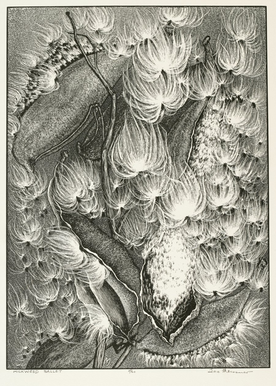 Milkweed Baletti tekijältä Adolf Ernst Meissner