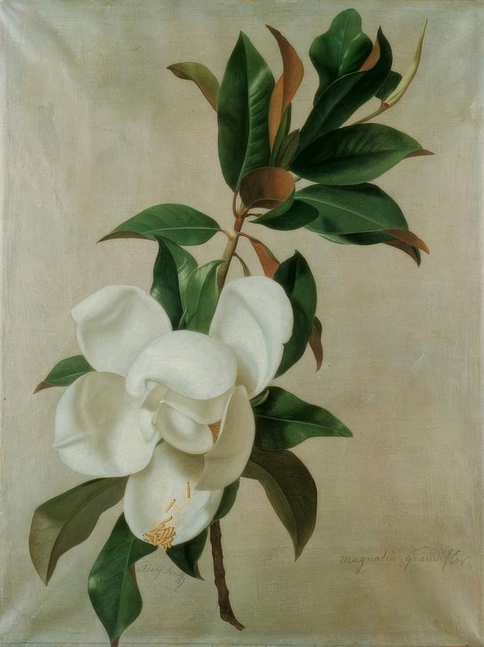 Magnolie tekijältä Adolf Senff