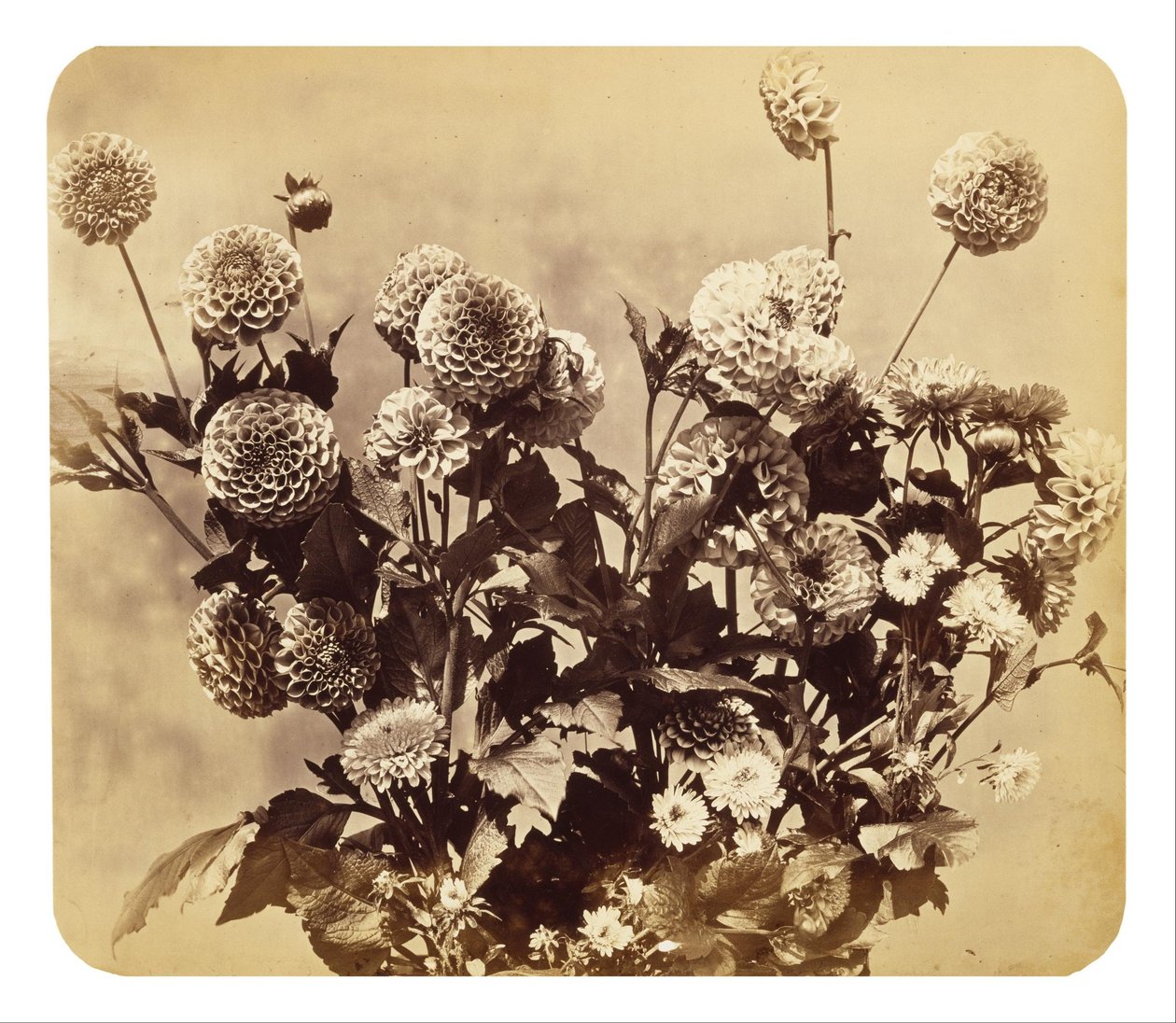 Untitled tekijältä Adolphe Braun