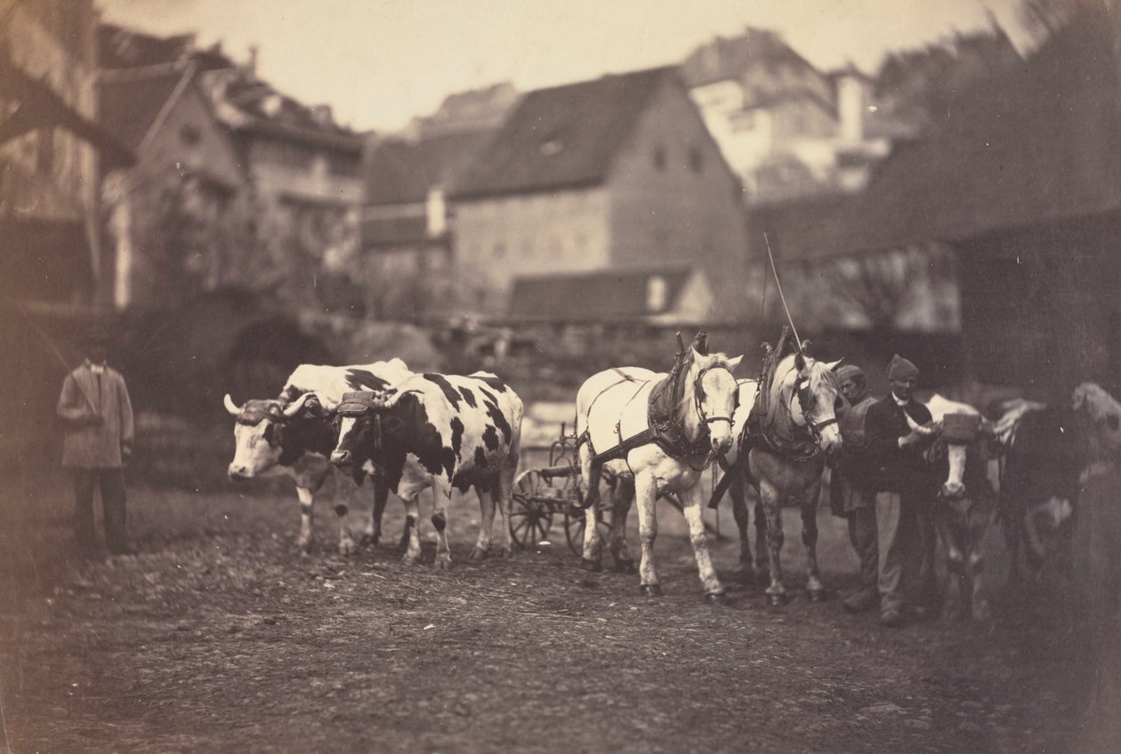 Nimettömät maatilan eläimet, 1850-luku. tekijältä Adolphe Braun