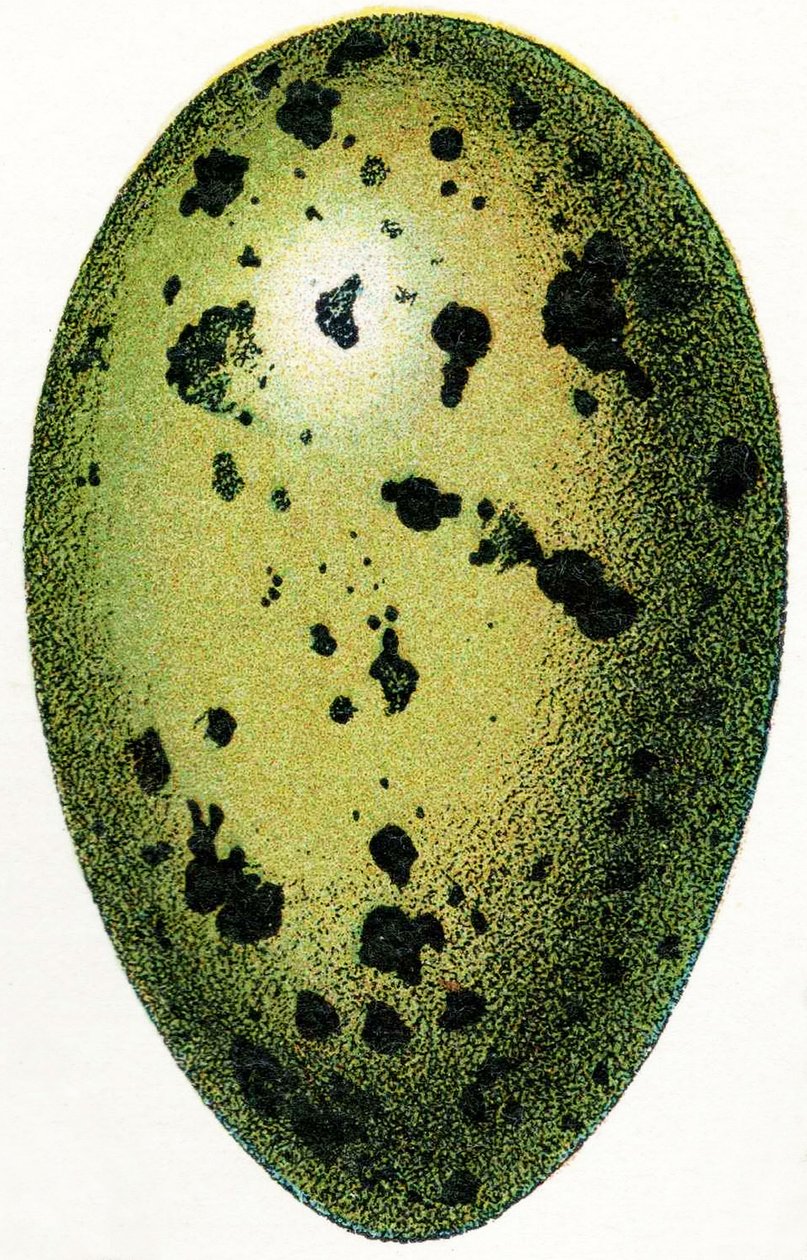 Egg of a Common Loon, 1923 tekijältä Adolphe Philippe Millot