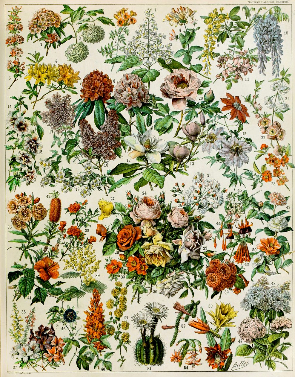 Kuva kukkivista kasveista n. 1923 tekijältä Adolphe Philippe Millot