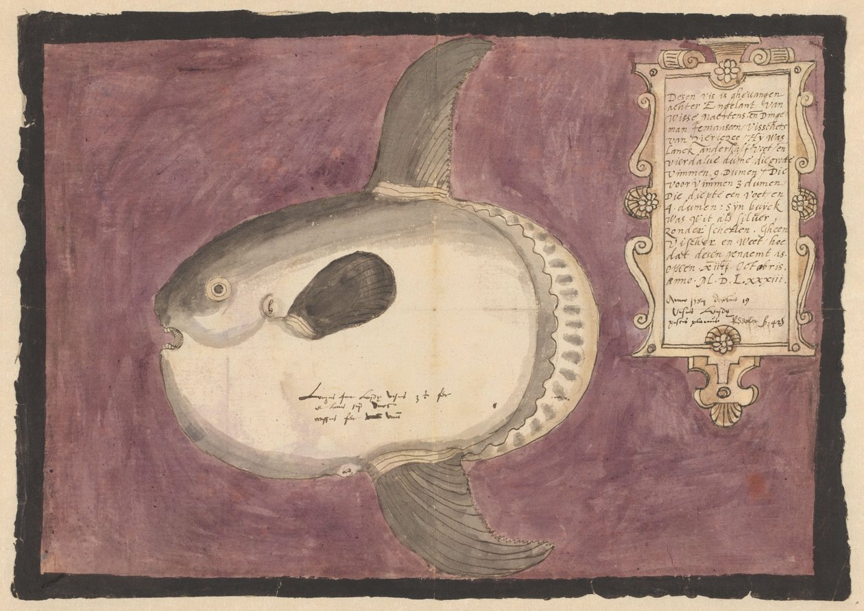 Valtameren aurinkokala (Mola mola) tekijältä Adriaen Coenen
