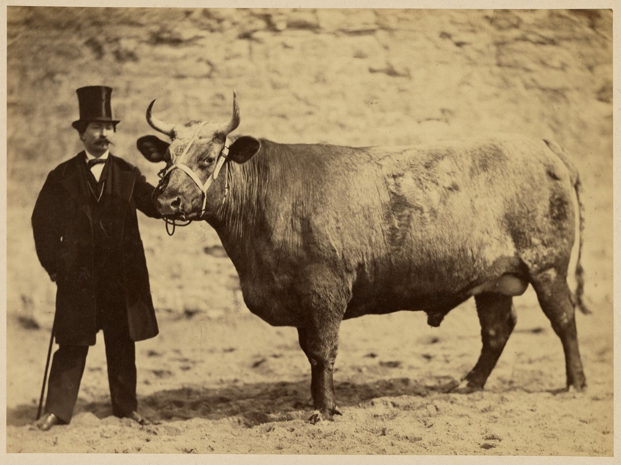 Boeuf Durham Charolais tekijältä Adrien Alban Tournachon