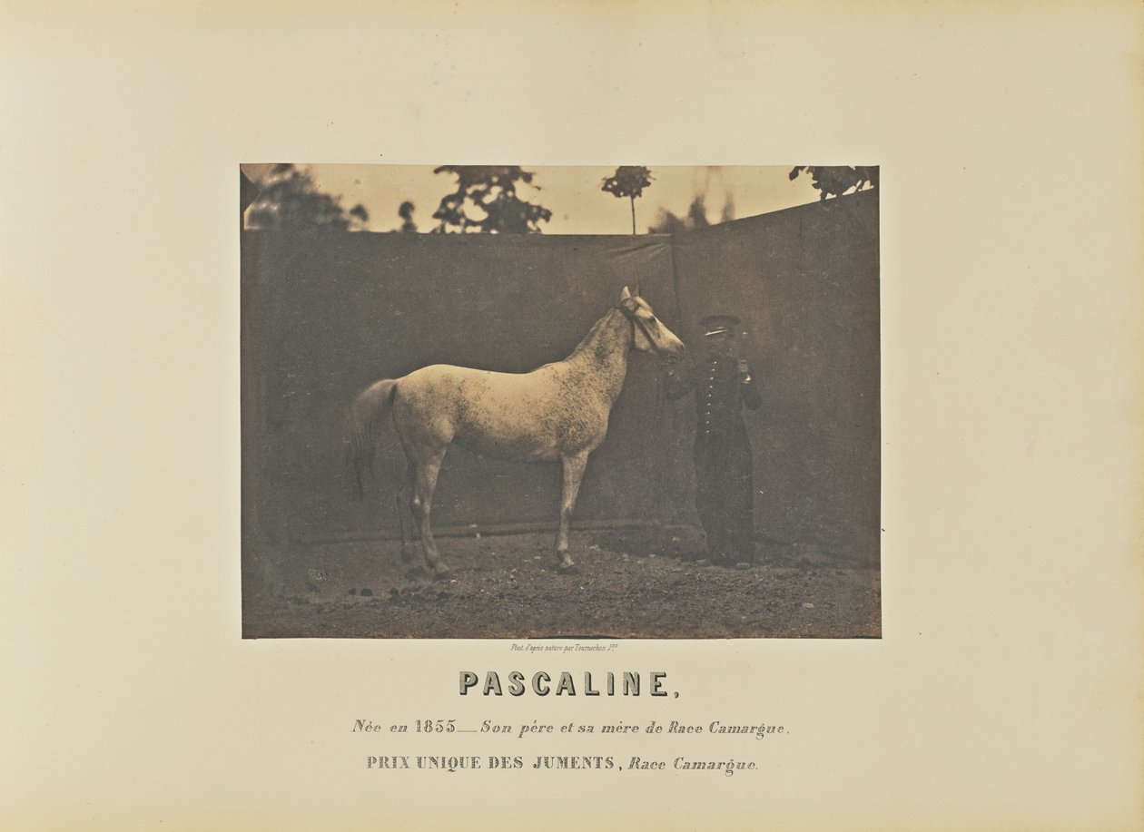 Pascaline tekijältä Adrien Alban Tournachon