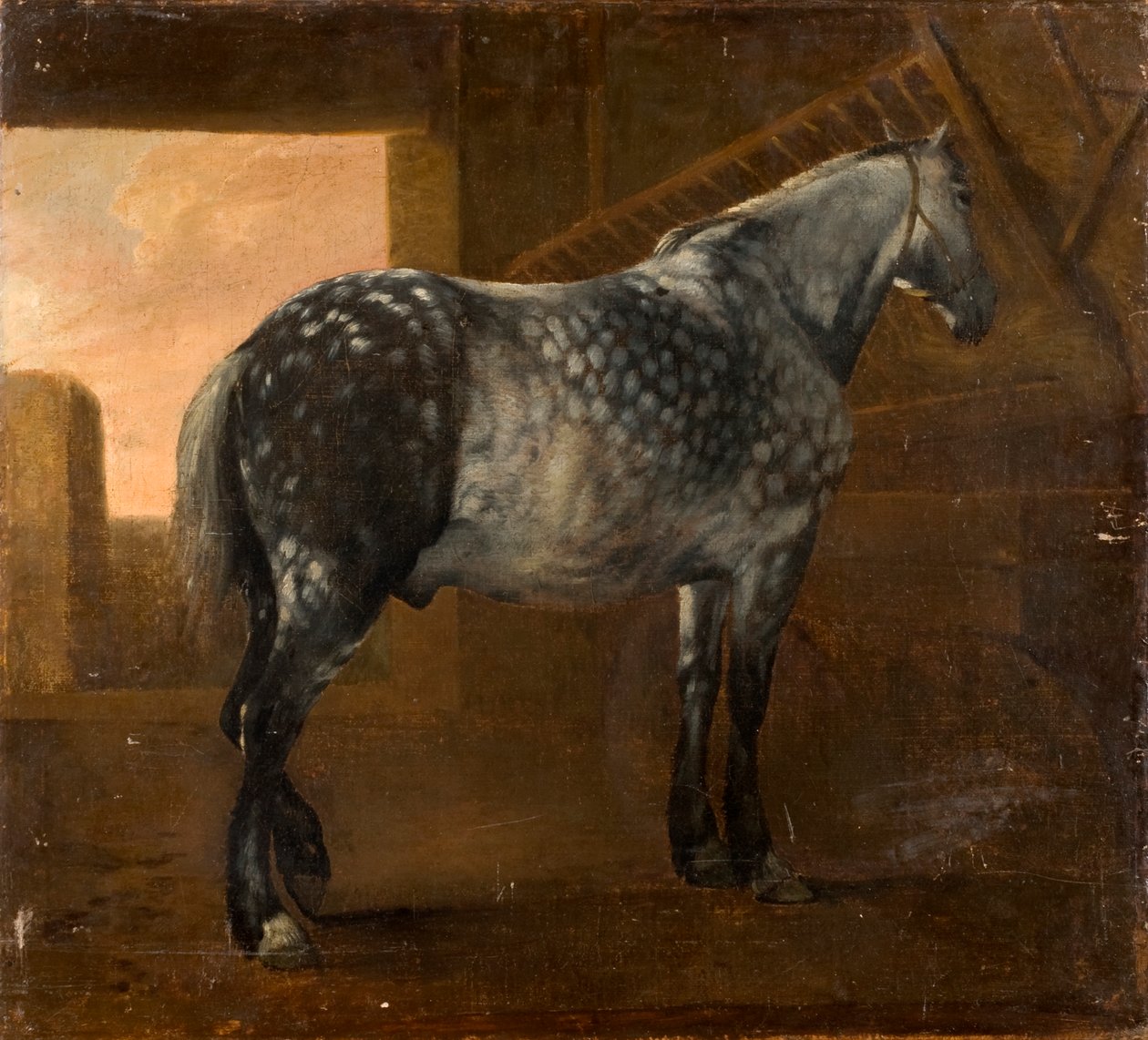 Pilkunharmaa hevonen tekijältä Aelbert Cuyp