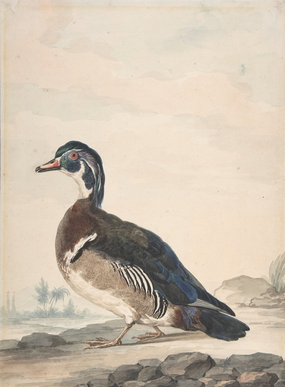 Ankka, 1725-92. tekijältä Aert Schouman